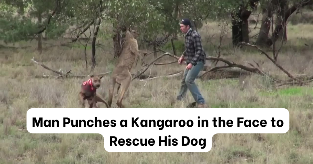 Rescuer Defends His Dog with a Face Punch to a Kangaroo