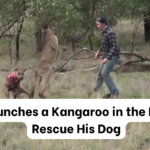 Rescuer Defends His Dog with a Face Punch to a Kangaroo