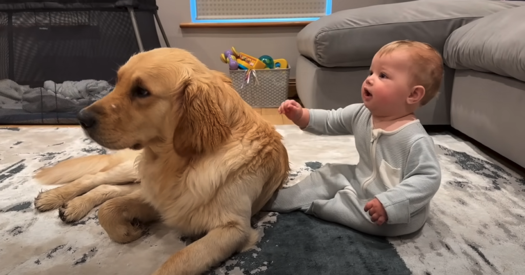 Puppy’s Adorable “I’m Sorry” After Making Baby Cry Will Make Your Heart Explode!