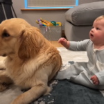 Puppy’s Adorable “I’m Sorry” After Making Baby Cry Will Make Your Heart Explode!