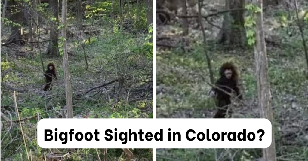 bigfoot sighted in colorado