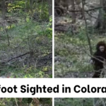 bigfoot sighted in colorado