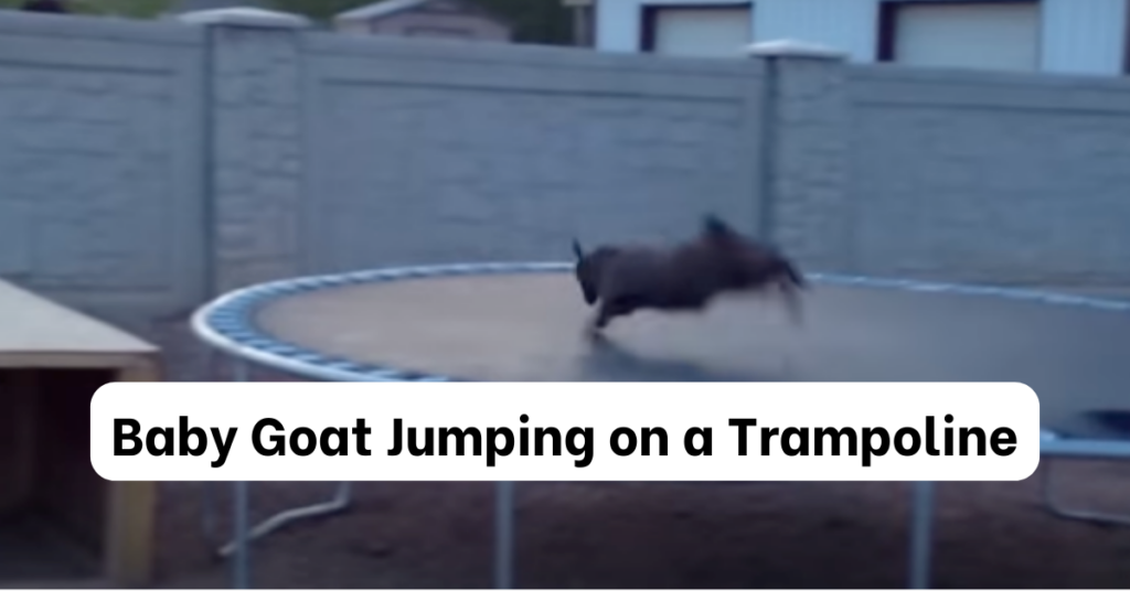 Baby Goat Jumping on a Trampoline