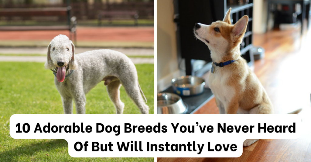 10 Adorable Dog Breeds You’ve Never Heard Of But Will Instantly Love