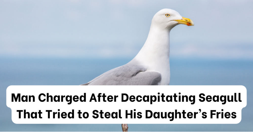 New Jersey Man Charged After Decapitating Seagull That Tried to Steal His Daughter’s Fries