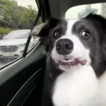 Drama Queen Border Collie Throws Epic Hissy Fit Over Ear Drops!