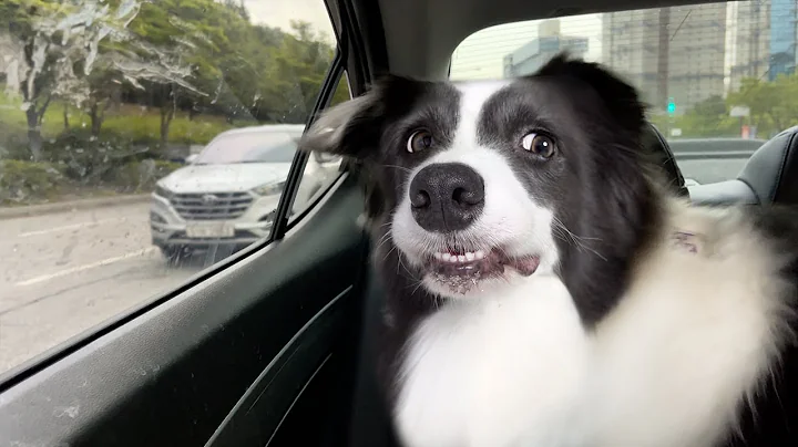 Drama Queen Border Collie Throws Epic Hissy Fit Over Ear Drops!